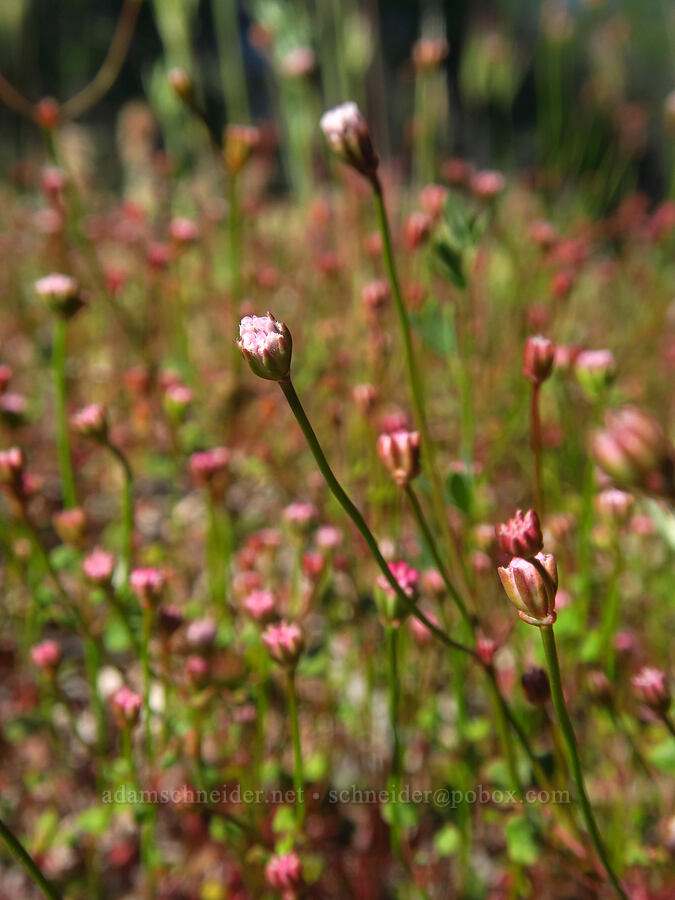 Pinnacles buckwheat (Eriogonum nortonii) [High Peaks Trail, Pinnacles National Park, San Benito County, California]
