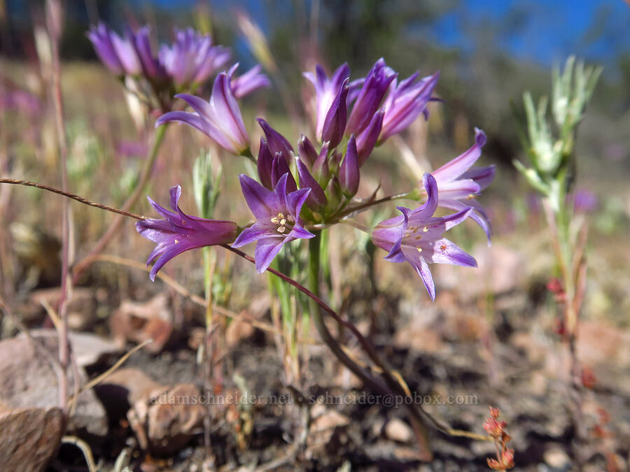 fringed onion (Allium fimbriatum var. fimbriatum) [Rim Trail, Pinnacles National Park, San Benito County, California]
