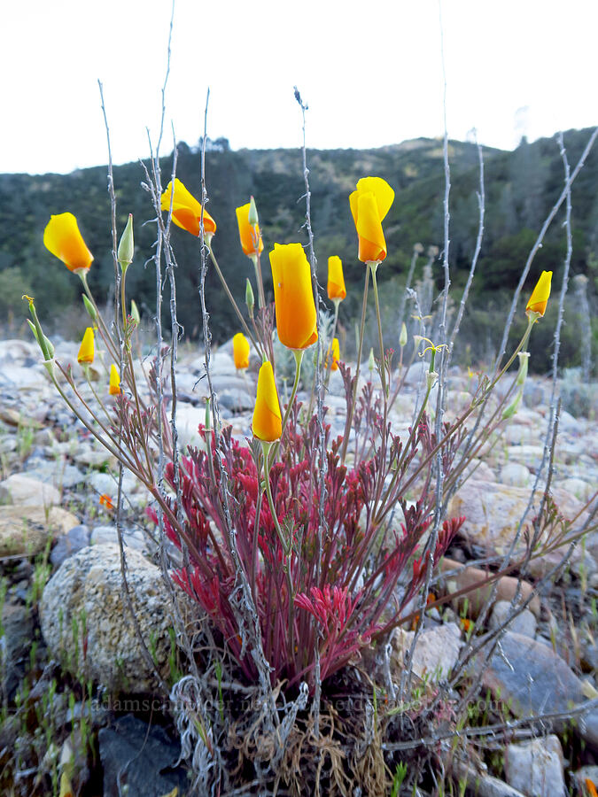 California poppies (Eschscholzia californica) [Chalone Creek, Pinnacles National Park, San Benito County, California]