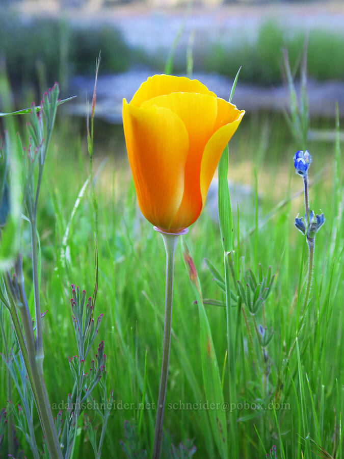California poppy (Eschscholzia californica) [Chalone Creek, Pinnacles National Park, San Benito County, California]