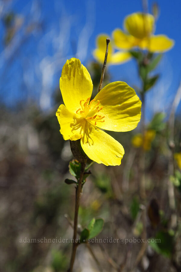 bush poppy (Dendromecon rigida) [Bonny Doon Ecological Reserve, Santa Cruz County, California]