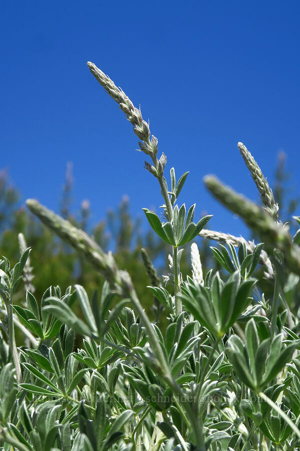 silver bush lupine, budding (Lupinus albifrons) [Bonny Doon Ecological Reserve, Santa Cruz County, California]