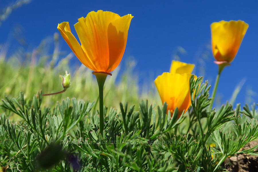 very short California poppies (Eschscholzia californica) [Moore Creek Preserve, Santa Cruz, California]