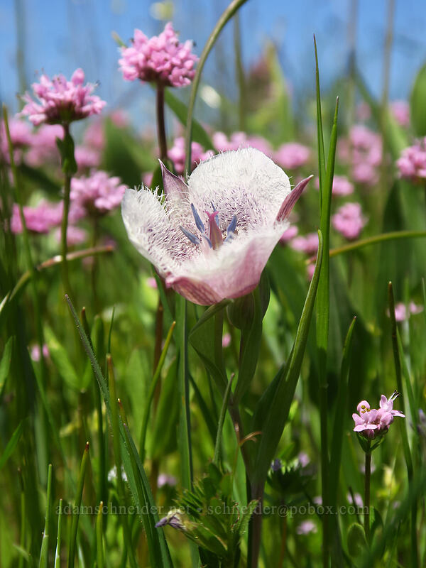 Tolmie's mariposa lily & rosy plectritis (Calochortus tolmiei, Plectritis congesta) [Baskett Slough NWR, Polk County, Oregon]