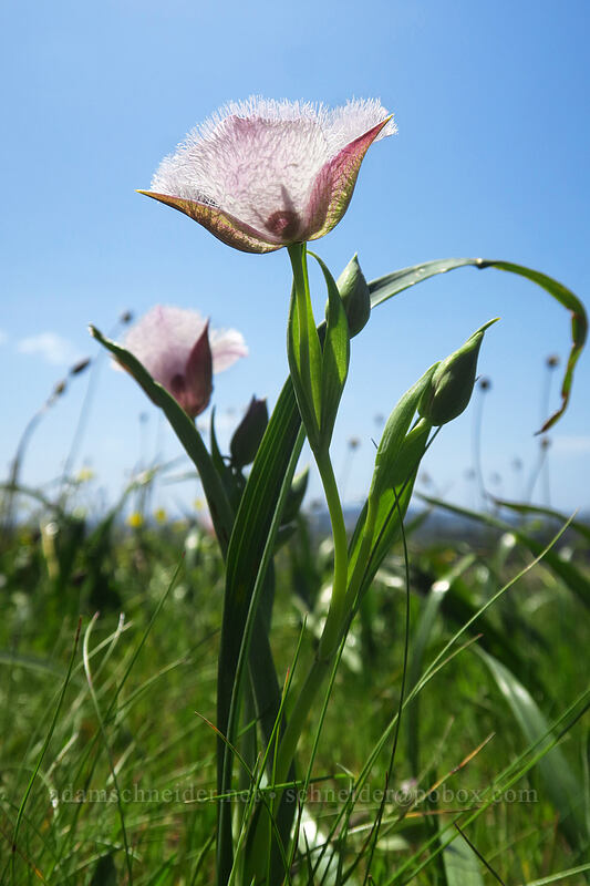 Tolmie's mariposa lily (Calochortus tolmiei) [Baskett Slough NWR, Polk County, Oregon]
