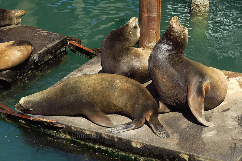 California sea lions (Zalophus californianus) [Port Dock 1, Newport, Lincoln County, Oregon]