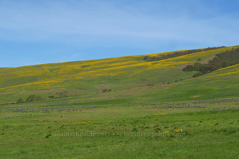 wildflower-covered hills [Dalles Mountain Road, Klickitat County, Washington]