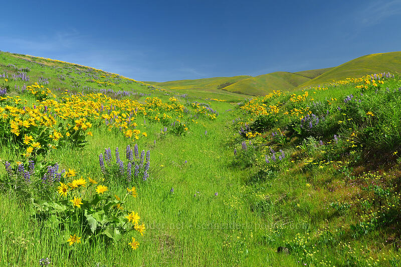 balsamroot & lupines (Balsamorhiza sp., Lupinus sp.) [Vista Loop Trail, Columbia Hills State Park, Klickitat County, Washington]