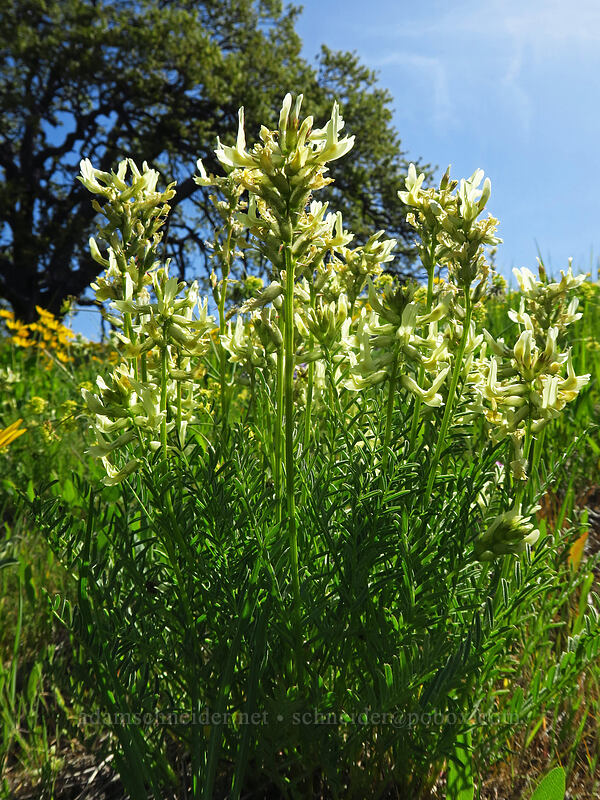 Hood River milk-vetch (Astragalus hoodianus) [Vista Loop Trail, Columbia Hills State Park, Klickitat County, Washington]