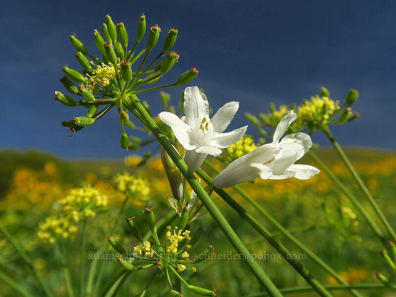cluster lilies & desert parsley (Triteleia grandiflora var. howellii (Brodiaea bicolor), Lomatium sp.) [Vista Loop Trail, Columbia Hills State Park, Klickitat County, Washington]