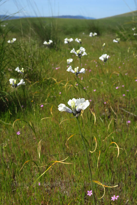 bi-colored cluster lilies (Triteleia grandiflora var. howellii (Brodiaea bicolor)) [Vista Loop Trail, Columbia Hills State Park, Klickitat County, Washington]