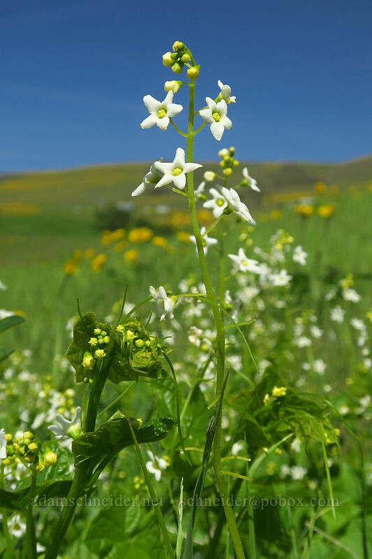 manroot flowers (Marah oregana (Marah oreganus)) [Eightmile Alternate Trail, Columbia Hills State Park, Klickitat County, Washington]