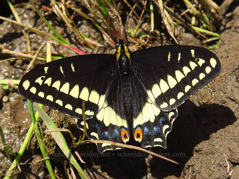 Indra swallowtail butterfly (Papilio indra) [Eightmile Alternate Trail, Columbia Hills State Park, Klickitat County, Washington]