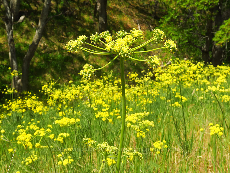 slender-fruited desert parsley (Lomatium leptocarpum (Lomatium bicolor var. leptocarpum)) [Eightmile Alternate Trail, Columbia Hills State Park, Klickitat County, Washington]