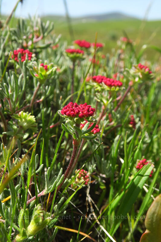 scabland buckwheat (Eriogonum sphaerocephalum var. sublineare (Eriogonum douglasii var. tenue)) [O'Brien Road, Klickitat County, Washington]