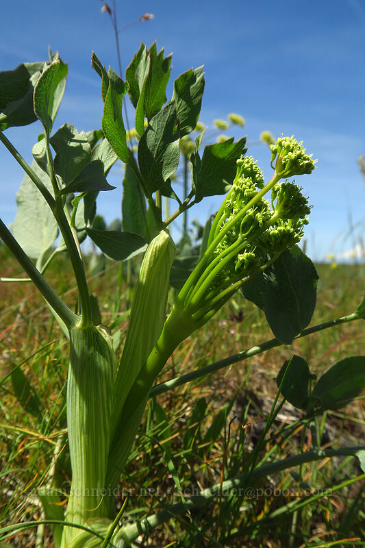 bare-stem desert parsley, budding (Lomatium nudicaule) [O'Brien Road, Klickitat County, Washington]