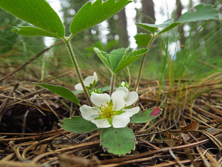 wild strawberry (Fragaria virginiana) [Head of the Metolius, Deschutes National Forest, Jefferson County, Oregon]