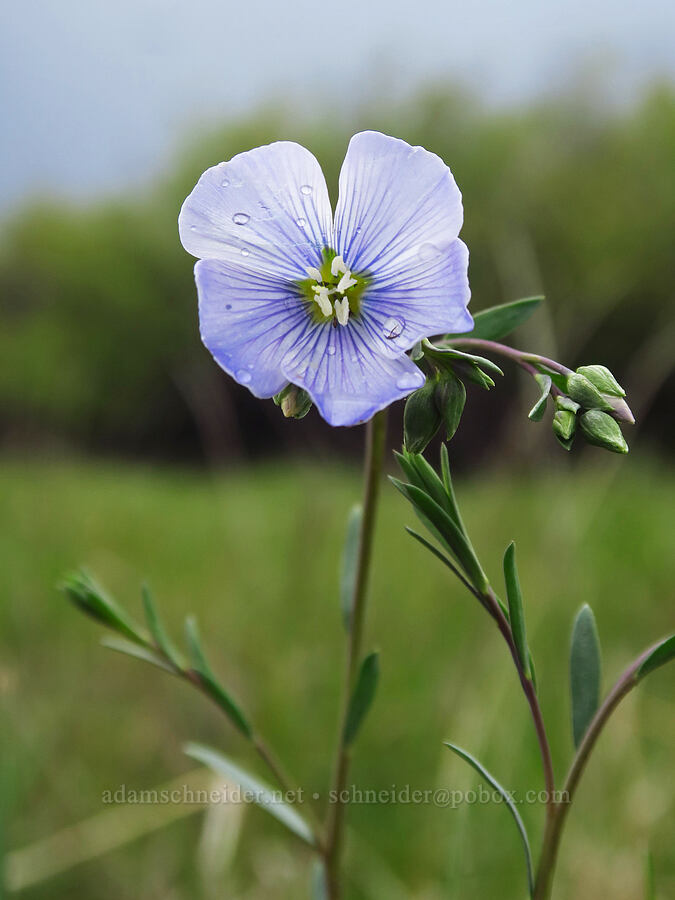 blue flax (Linum lewisii (Linum perenne var. lewisii)) [Indian Ford Meadow Preserve, Sisters, Deschutes County, Oregon]