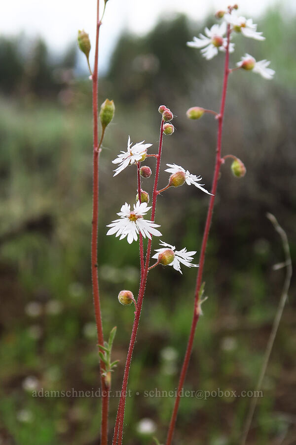 slender woodland stars (Lithophragma tenellum) [Indian Ford Meadow Preserve, Sisters, Deschutes County, Oregon]