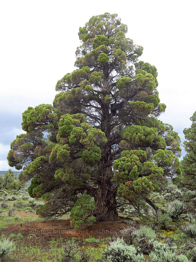western juniper (Juniperus occidentalis) [Ancient Juniper Trail, Oregon Badlands Wilderness, Deschutes County, Oregon]