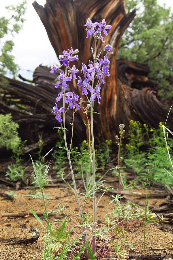 desert larkspur (Delphinium andersonii) [Ancient Juniper Trail, Oregon Badlands Wilderness, Deschutes County, Oregon]