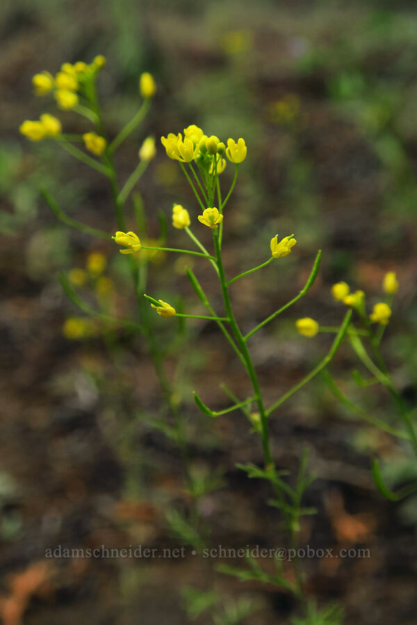 western tansy-mustard (Descurainia longipedicellata (Descurainia incisa ssp. filipes)) [Ancient Juniper Trail, Oregon Badlands Wilderness, Deschutes County, Oregon]