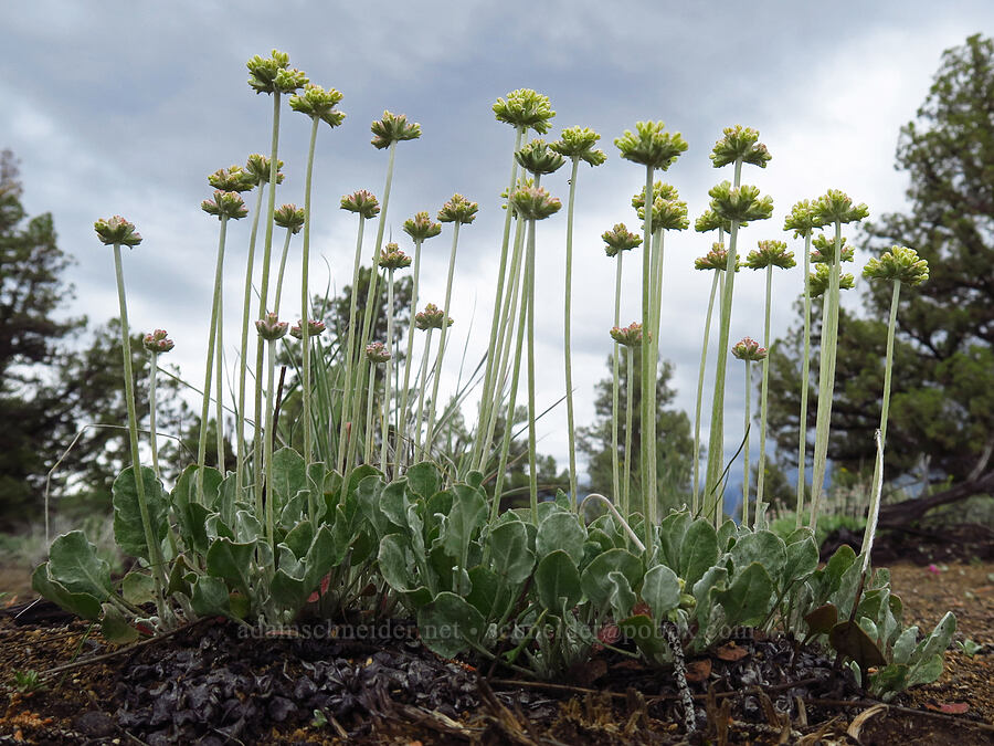 cushion buckwheat (Eriogonum ovalifolium var. ovalifolium) [Flatiron Rock Trail, Oregon Badlands Wilderness, Deschutes County, Oregon]