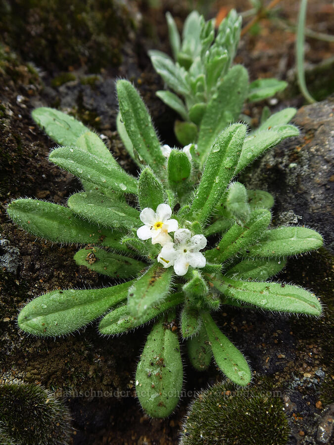 common cryptantha (Cryptantha intermedia) [Flatiron Rock Trail, Oregon Badlands Wilderness, Deschutes County, Oregon]