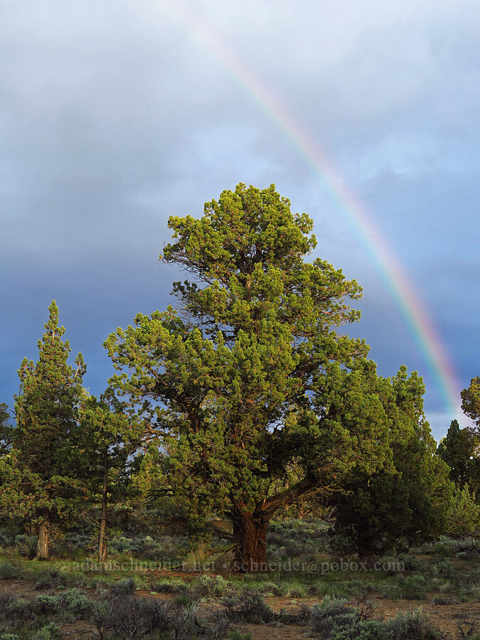 rainbow & junipers (Juniperus occidentalis) [Flatiron Rock Trail, Oregon Badlands Wilderness, Deschutes County, Oregon]