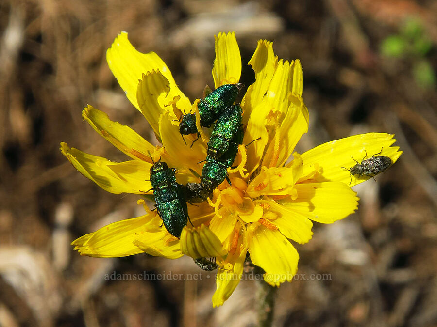metallic beetle orgy on sagebrush agoseris (Anthaxia prasina, Agoseris parviflora) [Whychus Canyon Preserve Trailhead, Deschutes County, Oregon]