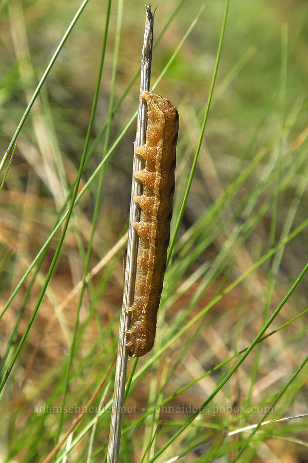 cutworm moth caterpillar [Whychus Canyon Preserve, Deschutes County, Oregon]