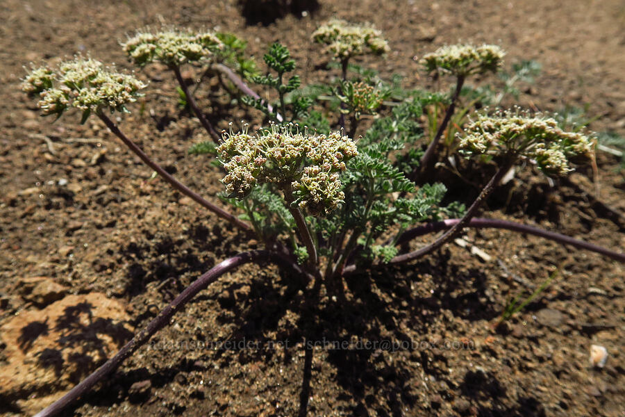 big-seed biscuit-root (Lomatium macrocarpum) [Whychus Canyon Preserve, Deschutes County, Oregon]
