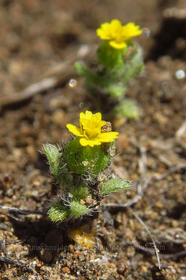 least tarweed (Hemizonella minima (Madia minima)) [Whychus Canyon Preserve, Deschutes County, Oregon]
