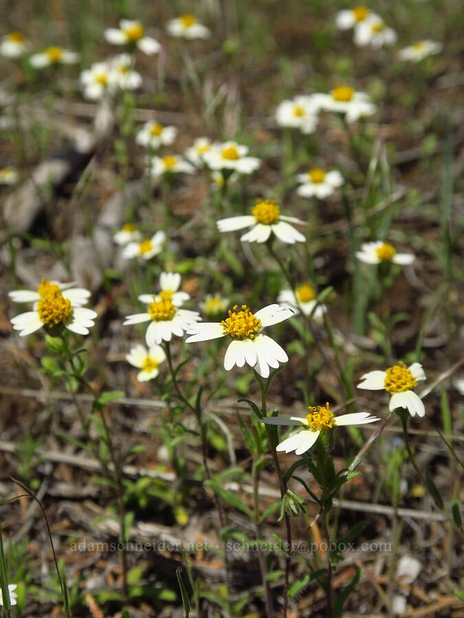 white tidy-tips (Layia glandulosa) [Whychus Canyon Preserve, Deschutes County, Oregon]