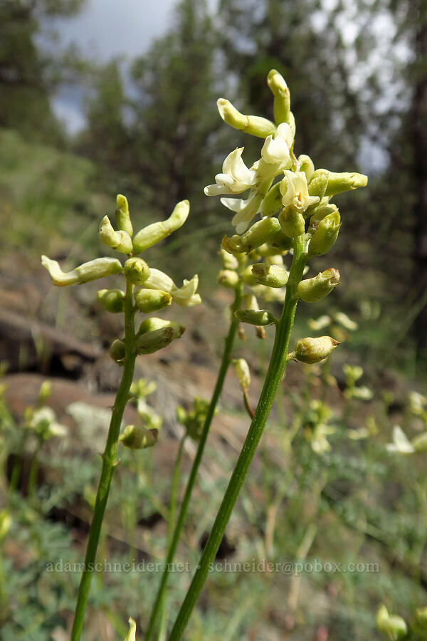 curve-pod milk-vetch (Astragalus curvicarpus) [Chimney Rock Trail, Crook County, Oregon]