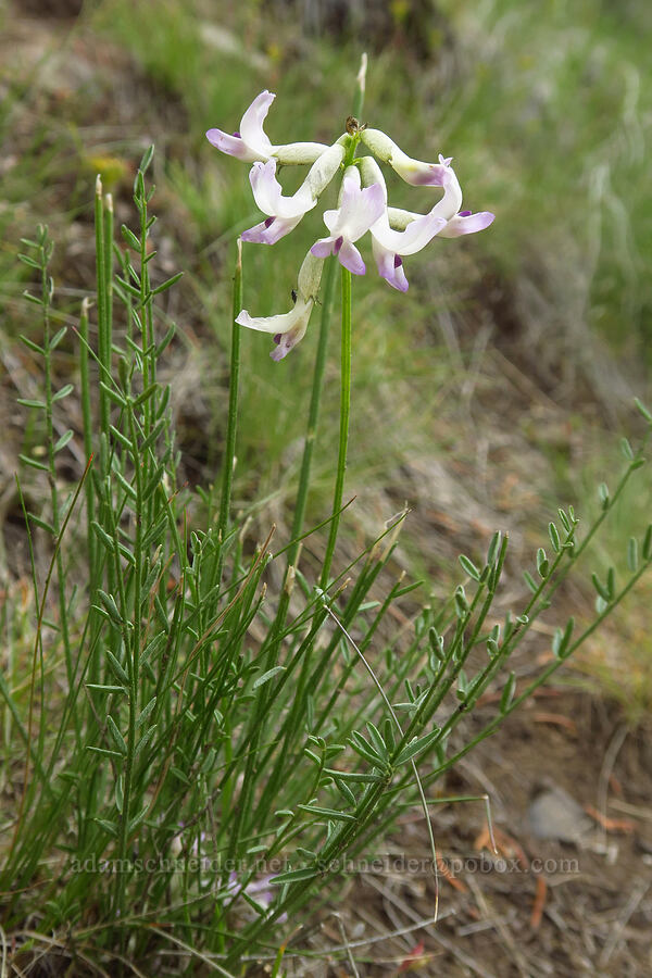 Idaho milk-vetch (Astragalus conjunctus) [Chimney Rock Trail, Crook County, Oregon]