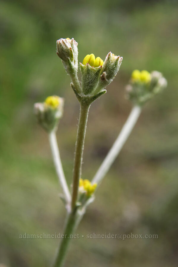 Goose Lake buckwheat (Eriogonum strictum var. anserinum) [Chimney Rock Trail, Crook County, Oregon]