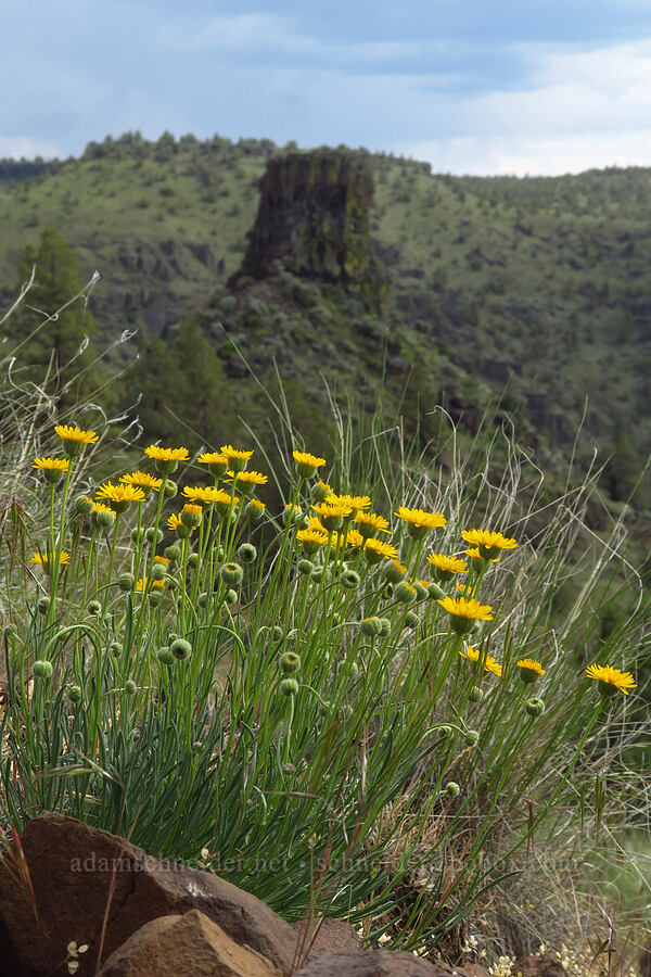 desert yellow daisies (Erigeron linearis) [Chimney Rock Trail, Crook County, Oregon]