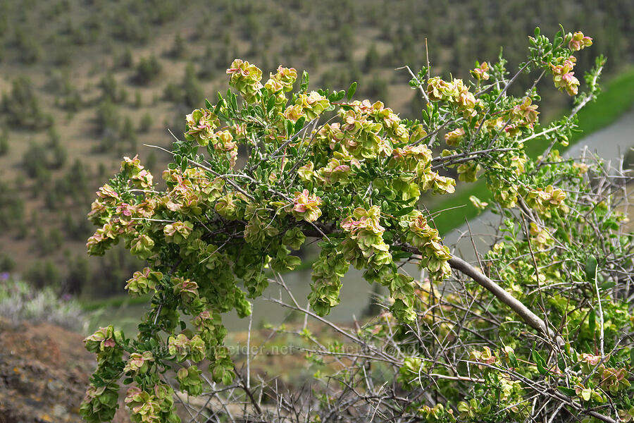spiny hop-sage (Grayia spinosa (Atriplex spinosa)) [Chimney Rock, Crook County, Oregon]