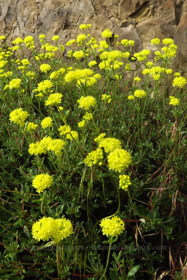 rock buckwheat (Eriogonum sphaerocephalum var. sphaerocephalum) [Crooked River Highway, Crook County, Oregon]