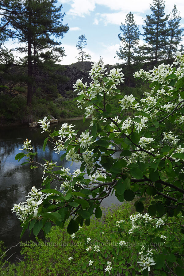 serviceberry flowers (Amelanchier alnifolia) [Benham Falls Trail, Newberry National Volcanic Monument, Deschutes County, Oregon]