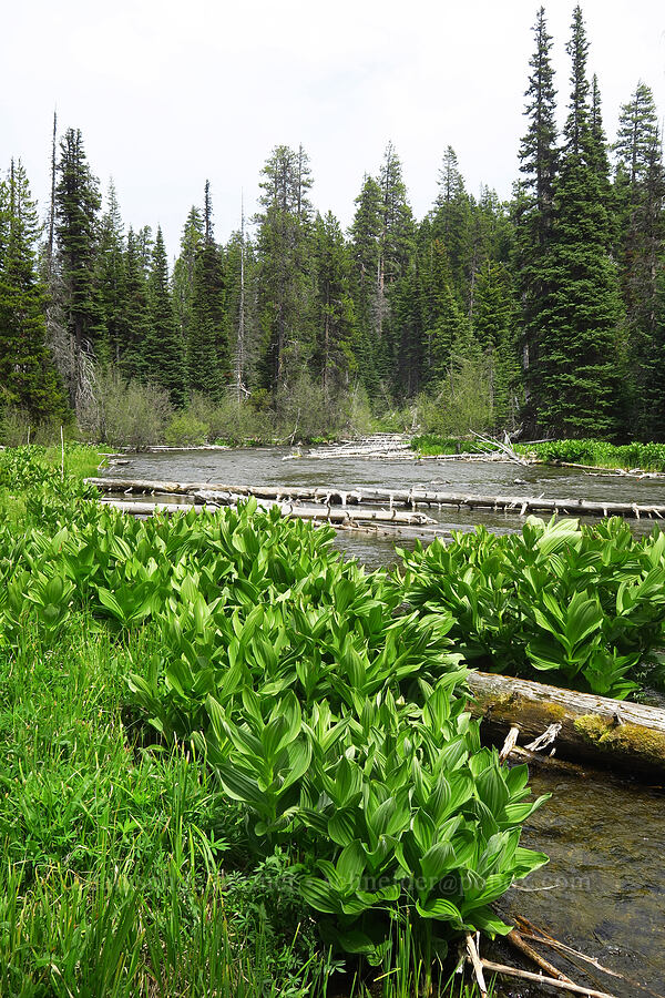 corn lilies (Veratrum californicum) [Cascade Lakes Highway, Deschutes National Forest, Deschutes County, Oregon]