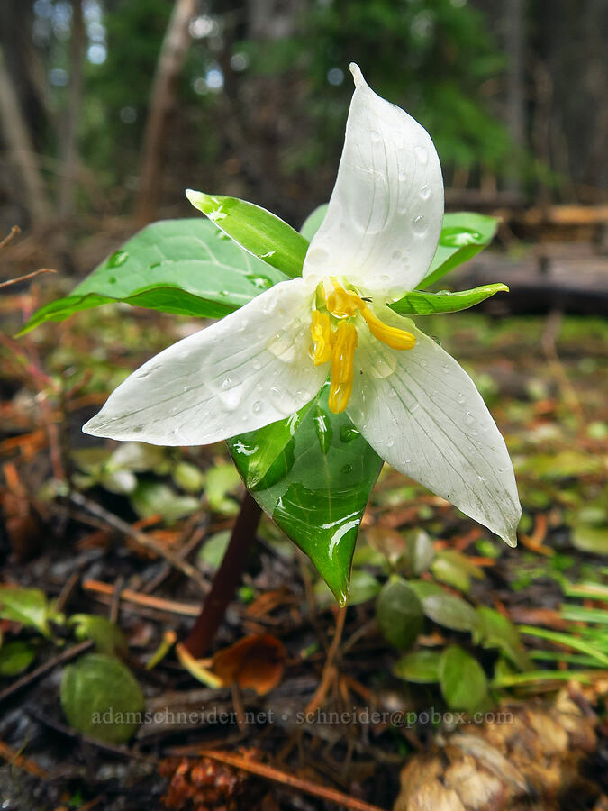 western trillium (Trillium ovatum) [Blue Lagoon Trail, Deschutes National Forest, Deschutes County, Oregon]