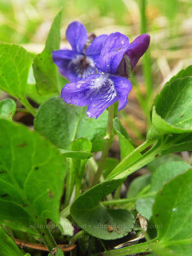 early blue violet (Viola adunca) [Blue Lagoon Trail, Deschutes National Forest, Deschutes County, Oregon]