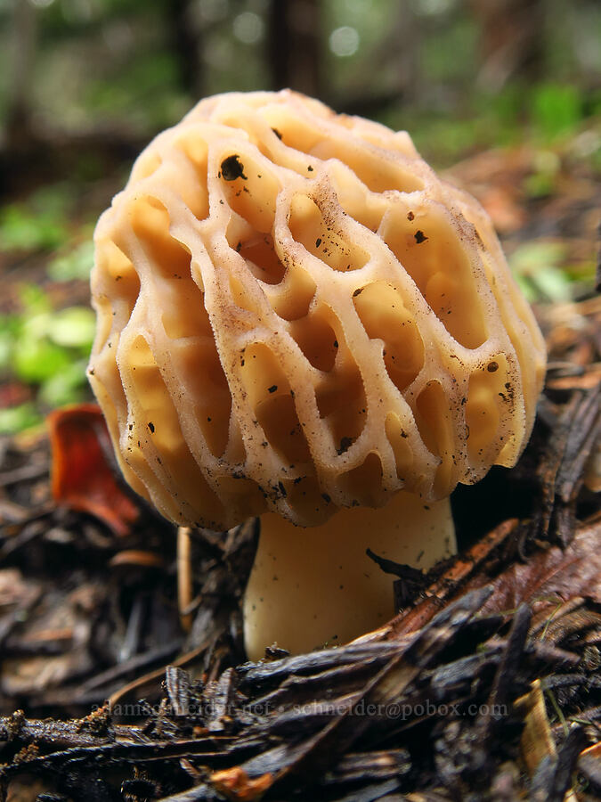 morel mushroom (Morchella sp.) [Blue Lagoon Trail, Deschutes National Forest, Deschutes County, Oregon]