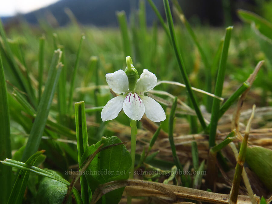 small white violet (Viola macloskeyi) [Sparks Lake, Deschutes National Forest, Deschutes County, Oregon]