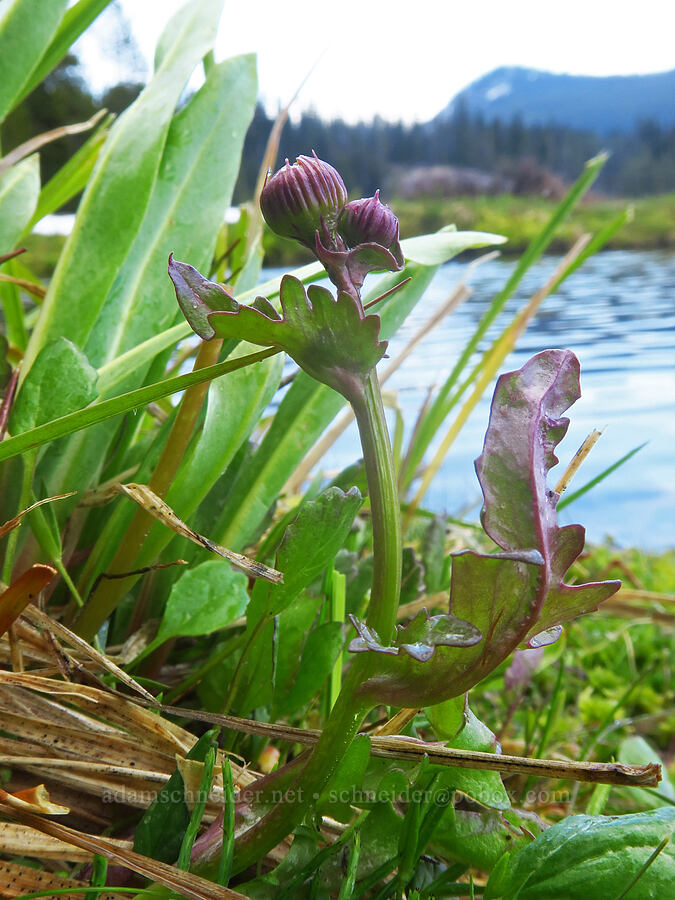 alpine meadow groundsel (Packera subnuda var. subnuda (Senecio cymbalarioides)) [Sparks Lake, Deschutes National Forest, Deschutes County, Oregon]