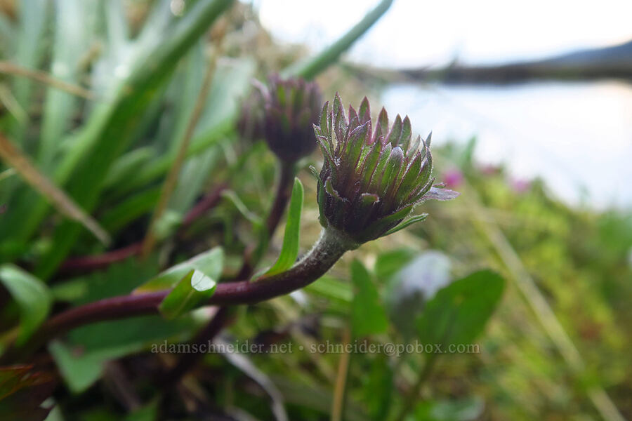 tundra aster, budding (Oreostemma alpigenum var. alpigenum (Aster alpigenus)) [Sparks Lake, Deschutes National Forest, Deschutes County, Oregon]