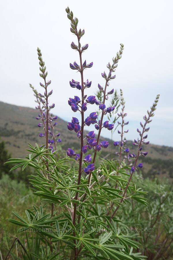 spurred lupines (Lupinus arbustus) [Forest Road 5720-100, Crooked River National Grassland, Jefferson County, Oregon]