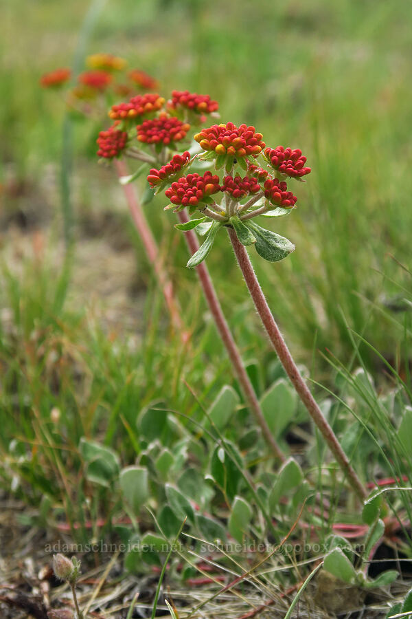 sulphur-flower buckwheat, budding (Eriogonum umbellatum) [Forest Road 5720-100, Crooked River National Grassland, Jefferson County, Oregon]